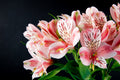 Alstroemeria - Crinul Peruvian