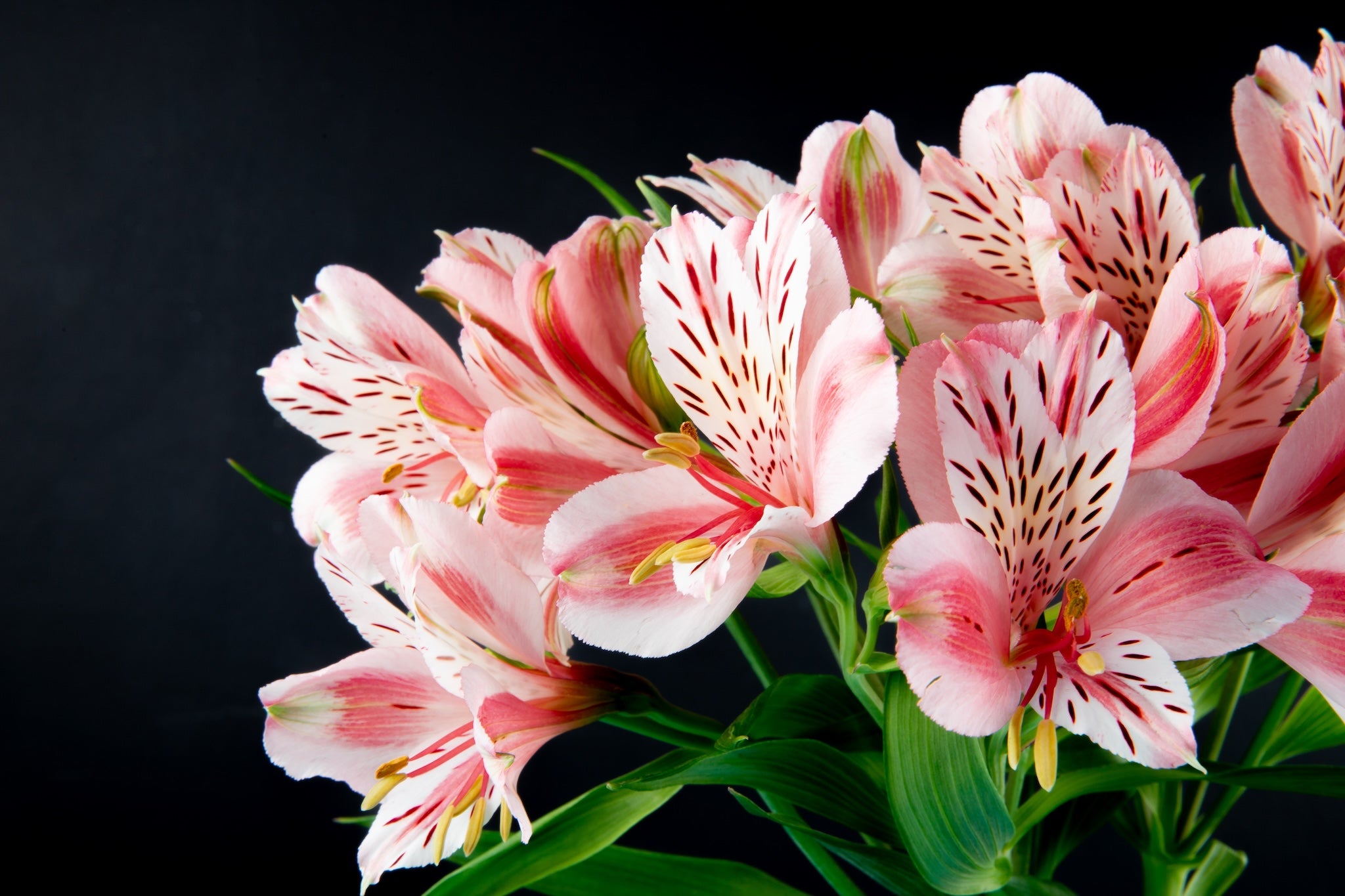 Alstroemeria - Crinul Peruvian