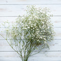 Gypsophila - Floarea Miresei
