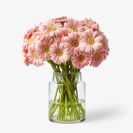 Gerbera Mini