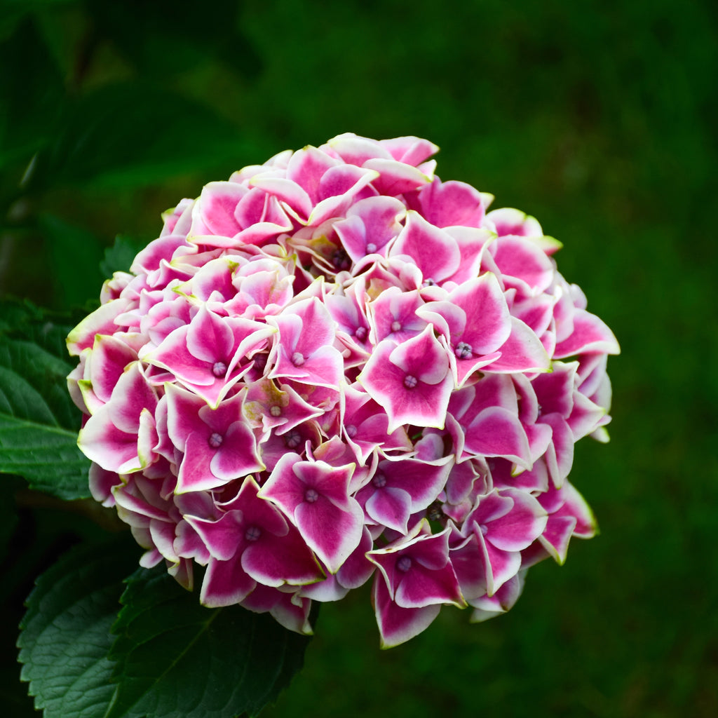 Hortensie Premium Columbia