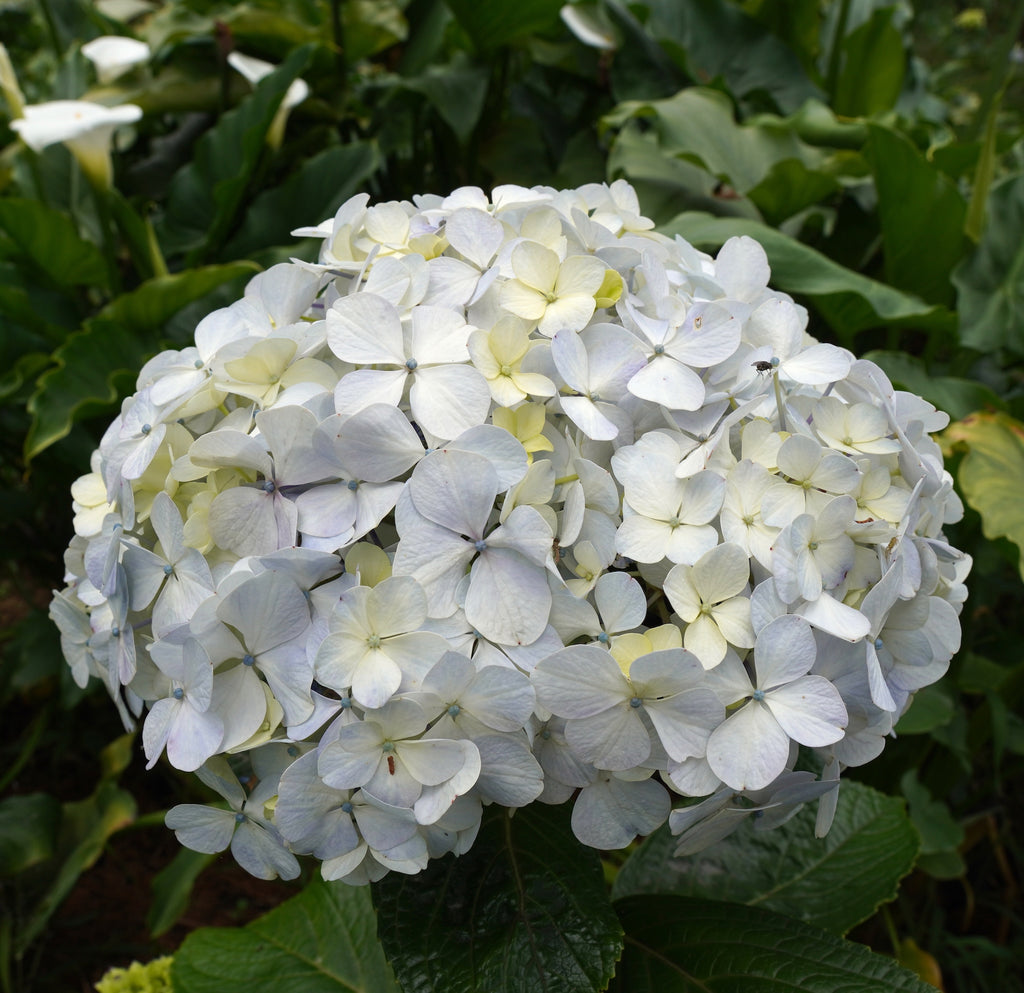 Hortensie Premium Columbia